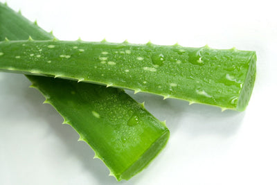 Is Aloe Vera Good For Your Hair and Scalp?